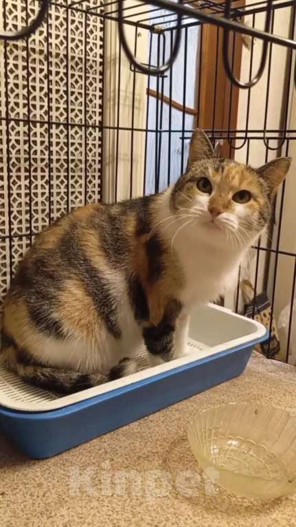 Кошки в Санкт-Петербурге: Робкая Фенечка ждет своего человека Девочка, Бесплатно - фото 2