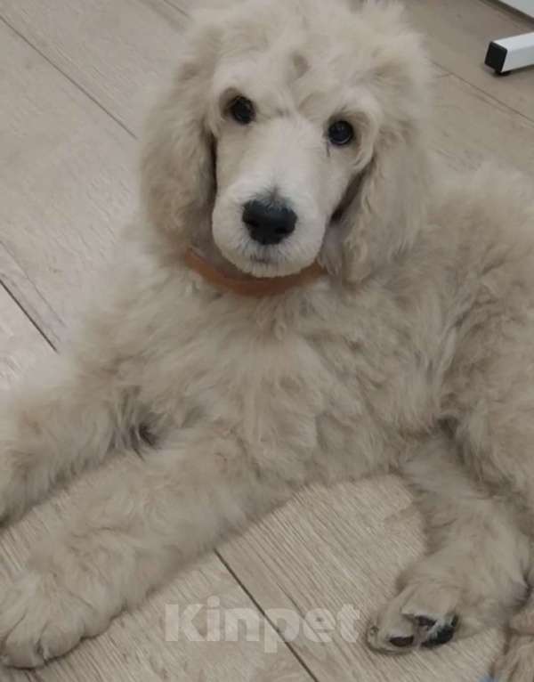 Собаки в Москве: Королевский пудель! Щенок Мальчик, Бесплатно - фото 7