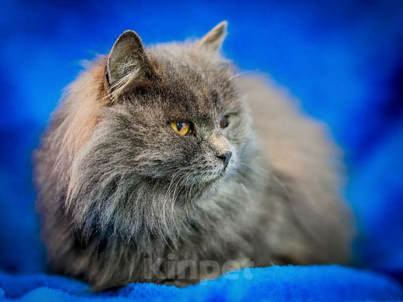 Кошки в Москве: Русские голубые котята в добрые руки Мальчик, Бесплатно - фото 3