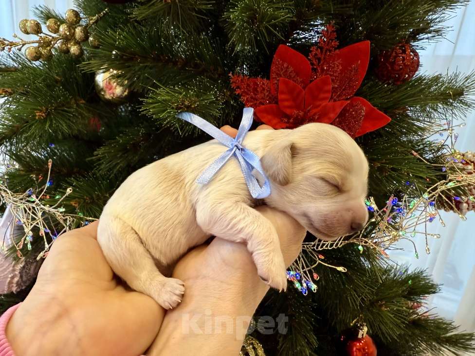 Собаки в других городах Воронежской области: Мальчик  Мальчик, 10 000 руб. - фото 3