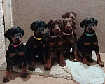 Собаки в Ростове-на-Дону: Щенки добермана  Девочка, 50 000 руб. - фото 3