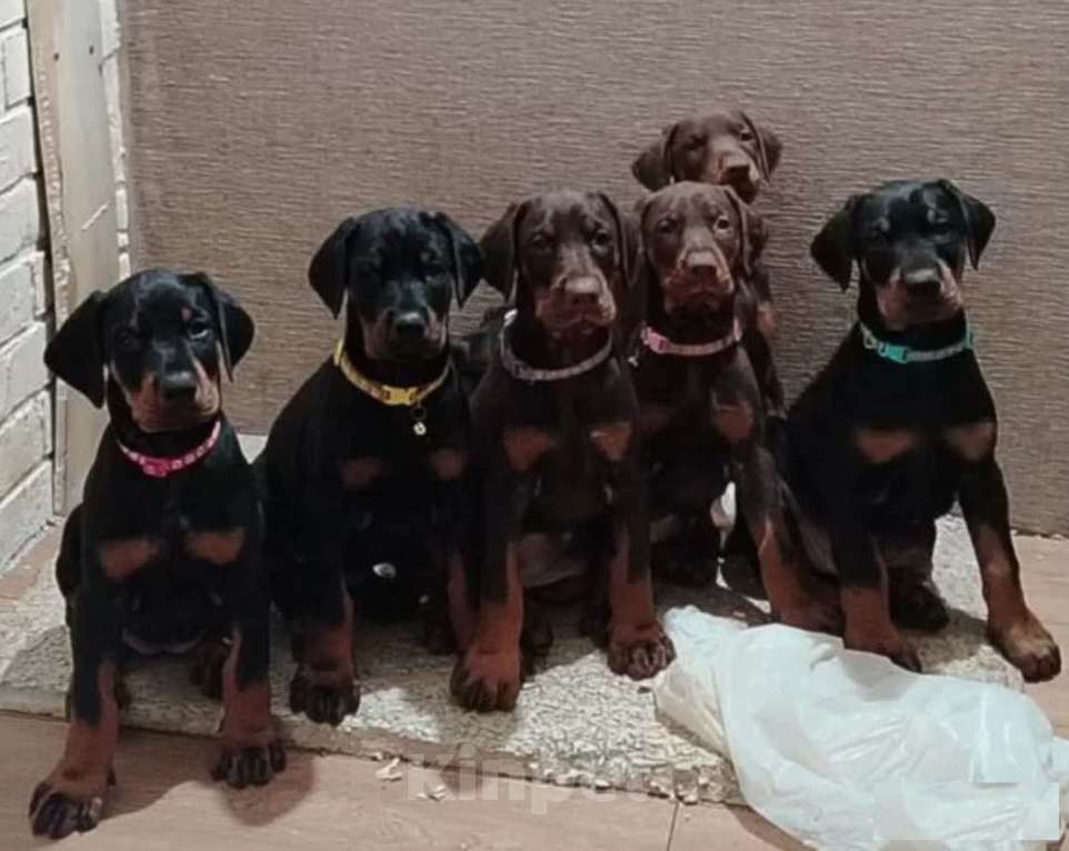 Собаки в Ростове-на-Дону: Щенки добермана  Девочка, 50 000 руб. - фото 3