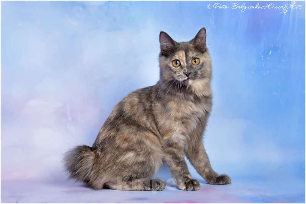 Кошки в Ростове-на-Дону: Курильский бобтейл  Девочка, 50 000 руб. - фото 2