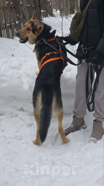 Собаки в Москве: Спасенный Балу- в добрые руки Мальчик, Бесплатно - фото 3