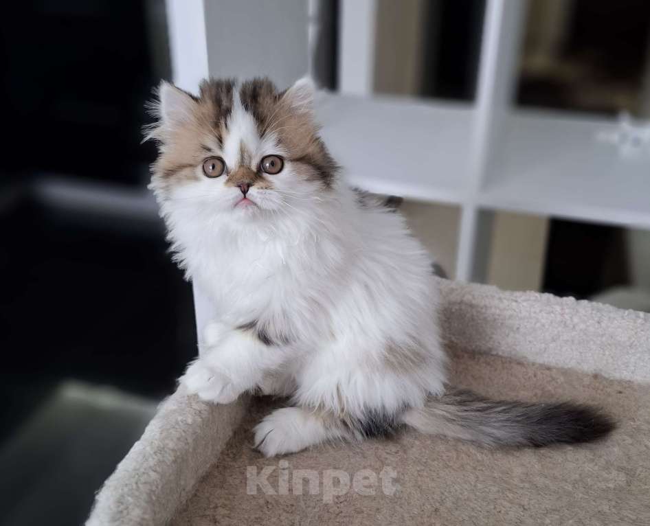 Кошки в Ярославле: Шотландская длинношерстная девочка Девочка, 35 000 руб. - фото 8