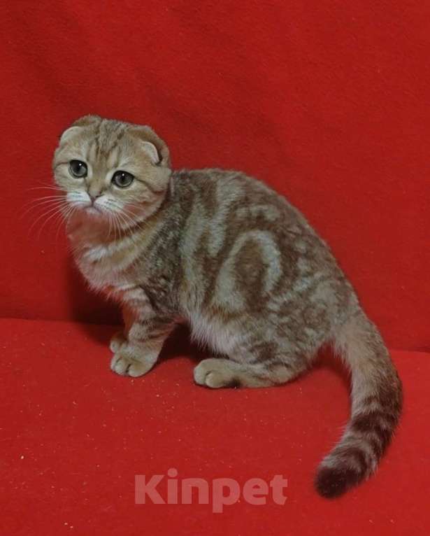 Кошки в Москве: Золотая мраморная кошечка Девочка, 10 000 руб. - фото 6