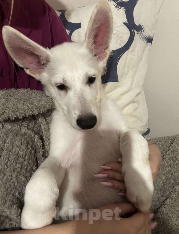 Собаки в Серпухове: Щенок БШО гладкошерстный Мальчик, 1 000 руб. - фото 4