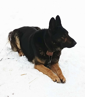 Даром кабель немецкая овчарка 5 лет