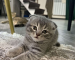 Кошки в Батайске: Шотландцы вислоухие 🐾 Мальчик, Бесплатно - фото 2