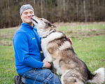 Собаки в Москве: Весёлый, активный породистый Лайк оказался в приюте и ждёт свою семью Мальчик, Бесплатно - фото 6