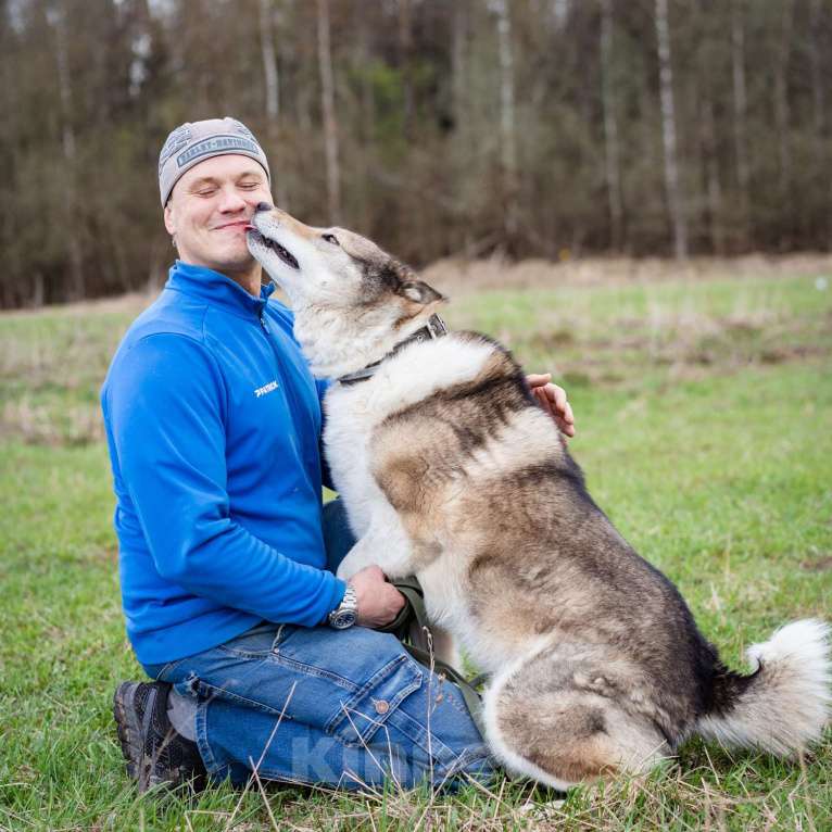 Собаки в Москве: Весёлый, активный породистый Лайк оказался в приюте и ждёт свою семью Мальчик, Бесплатно - фото 6