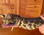 Кошки в Истре: Ручная бенгалочка с документами Девочка, 24 000 руб. - фото 3