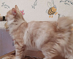 Кошки в Чехове: Котята Мальчик, 6 000 руб. - фото 3
