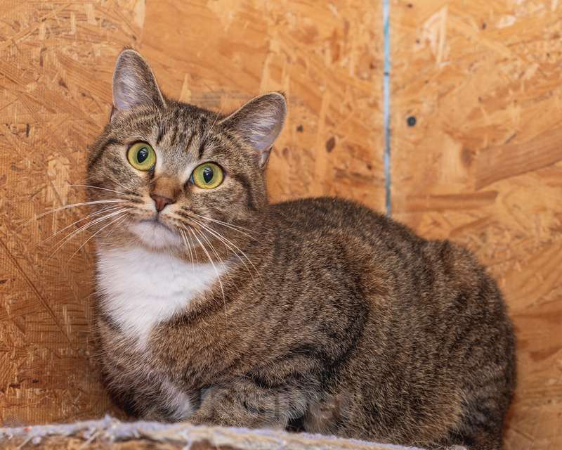 Кошки в Москве: Ласковая кошка с золотыми глазами в добрые руки Девочка, 1 руб. - фото 5