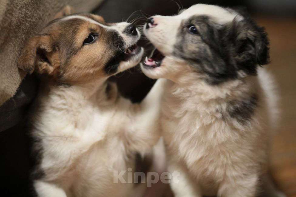 Собаки в Москве: Рыжий щенок Мальчик, Бесплатно - фото 2