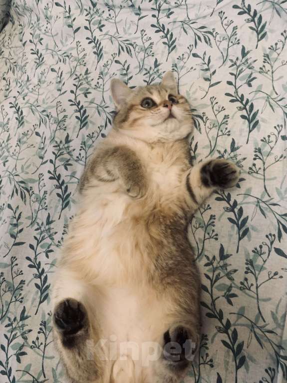 Кошки в Санкт-Петербурге: Котик Мальчик, 1 руб. - фото 6