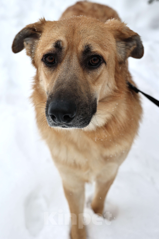 Собаки в Москве: Собака бесплатно в Москве Мальчик, Бесплатно - фото 4