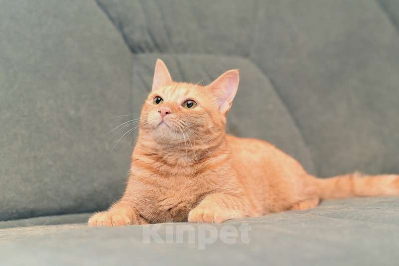 Кошки в Москве: Огненно-рыжая красотка кошка Злата ищет свою семью Девочка, Бесплатно - фото 6
