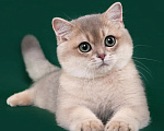 Кошки в Новосибирске: Британские золотые котята и подростки Разнополые, 50 000 руб. - фото 7