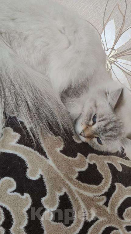 Кошки в Томске: Пропала кошка! Пожалуйста, максимальный репост! Девочка, 5 000 руб. - фото 2