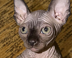 Кошки в Москве: Бамбино канадский сфинкс Разнополые, 25 000 руб. - фото 5