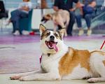 Собаки в Москве: Белая ласковая собачка Зайка в добрые руки Девочка, Бесплатно - фото 8