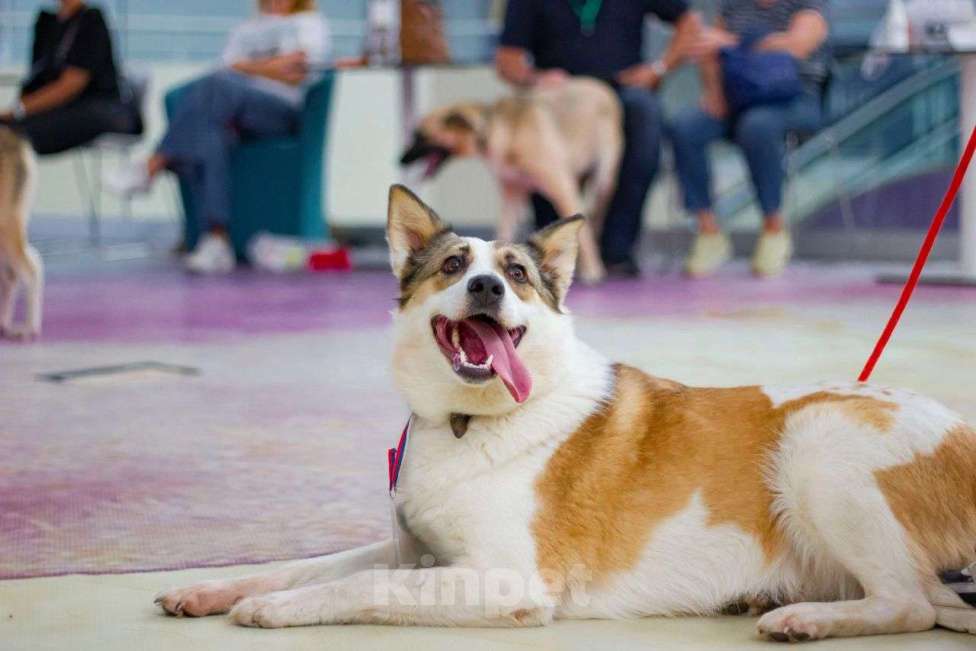 Собаки в Москве: Белая ласковая собачка Зайка в добрые руки Девочка, Бесплатно - фото 8