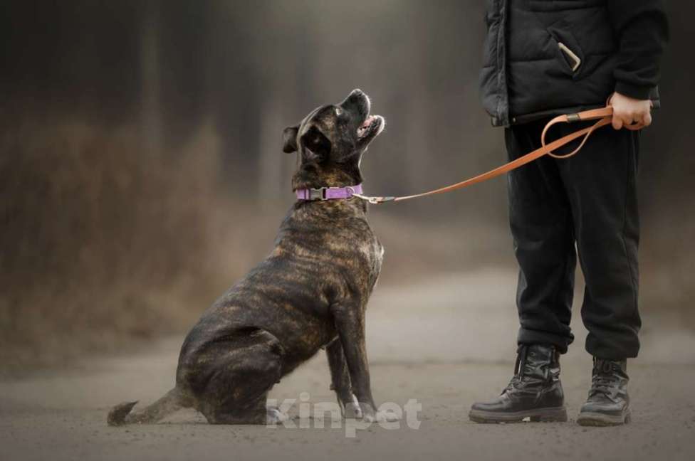 Собаки в Москве: Грозная снаружи но добрая внутри Кора Девочка, Бесплатно - фото 3