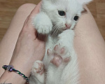 Кошки в Москве: Белый котенок Мальчик, 1 руб. - фото 6