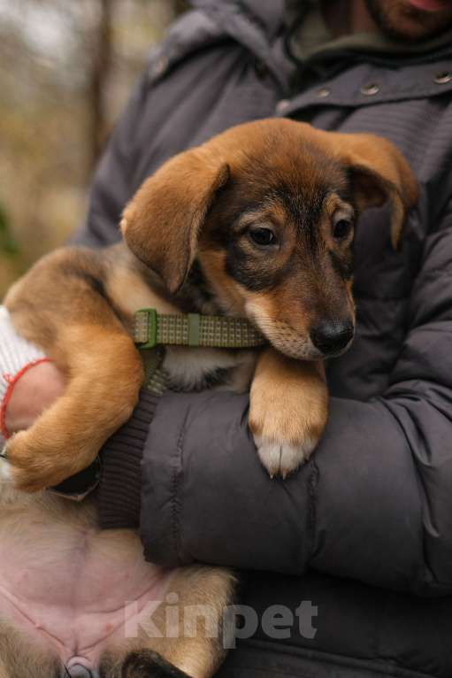 Собаки в Санкт-Петербурге: Девочка 2 Девочка, Бесплатно - фото 2