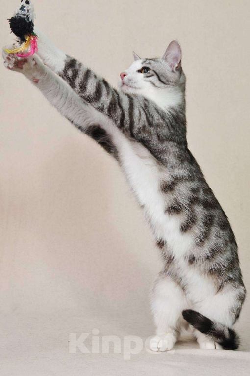 Кошки в Москве: Тиша в костюмчике готов стать домашним Мальчик, Бесплатно - фото 7