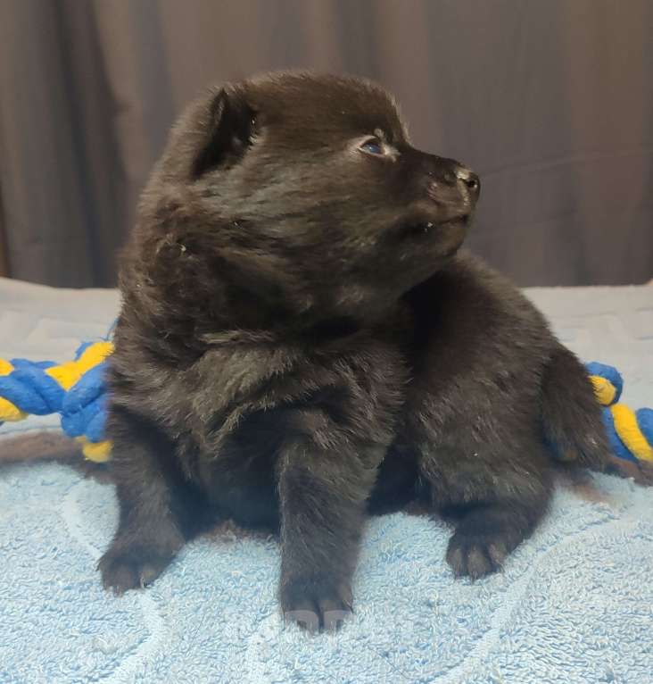 Собаки в Раменском: Щенки шипперке от титулованных родителей в домашних условиях (Розовая) Девочка, 80 000 руб. - фото 2