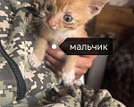 Кошки в Новокузнецке: Отдам котят в добрые руки Разнополые, Бесплатно - фото 1