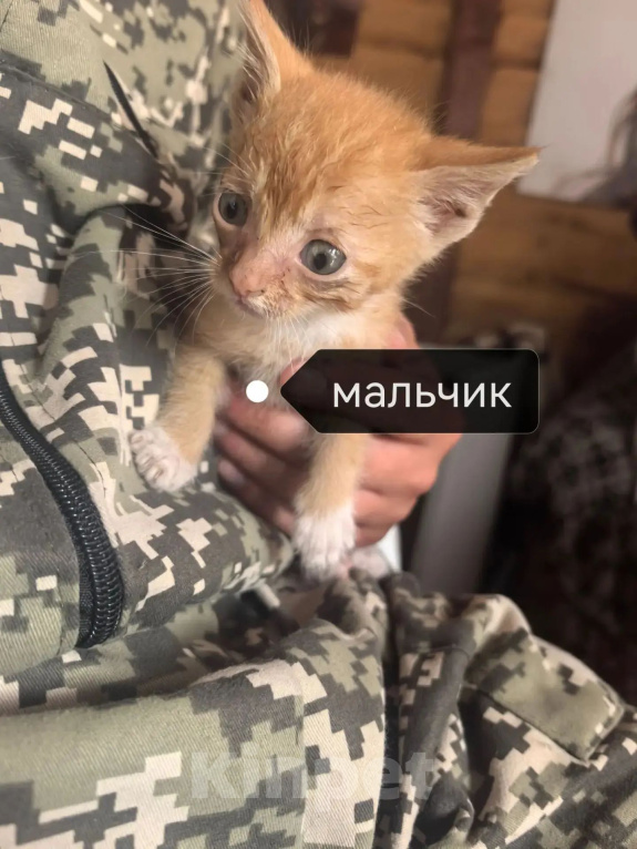 Кошки в Новокузнецке: Отдам котят в добрые руки Разнополые, Бесплатно - фото 1