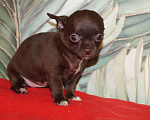 Собаки в Москве: Девочка чихуахуа- шоколад Девочка, 35 000 руб. - фото 5
