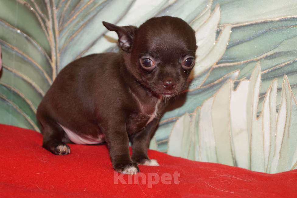 Собаки в Москве: Девочка чихуахуа- шоколад Девочка, 35 000 руб. - фото 5