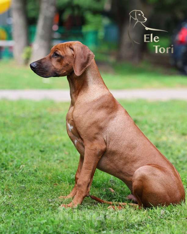 Собаки в Москве: Шикарный щенок родезийского риджбека Мальчик, Бесплатно - фото 3