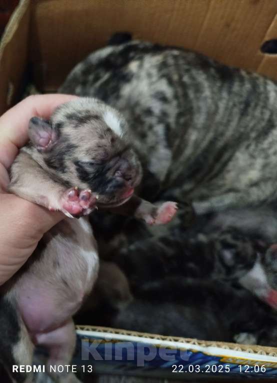 Собаки в других городах Ставропольского края: Продам цветных мопс. Тигровые, Мерле.  Мальчик, 25 000 руб. - фото 4