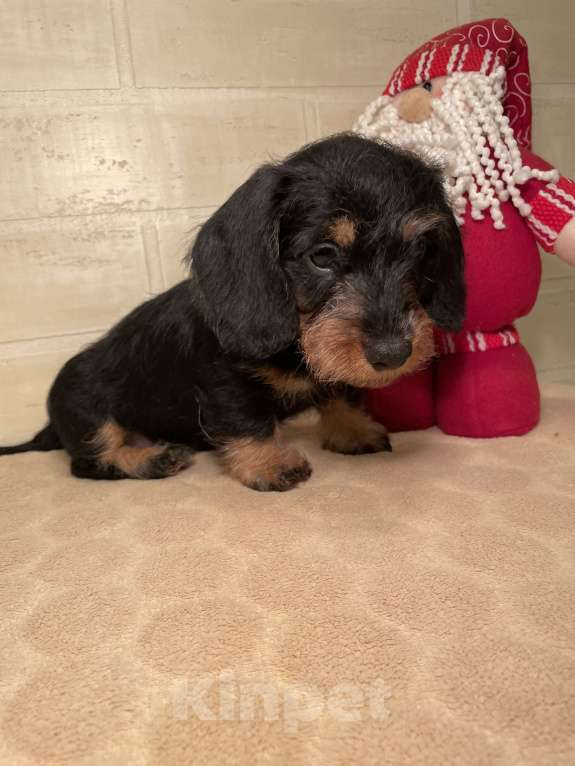 Собаки в Москве: Щенок миниатюрной жесткошерстной таксы Мальчик, 80 000 руб. - фото 2