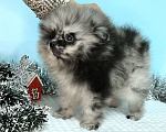 Собаки в Туле: Щенок мраморный шпиц Мальчик, 35 000 руб. - фото 4