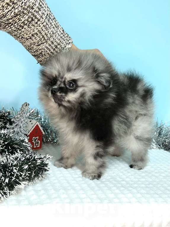 Собаки в Туле: Щенок мраморный шпиц Мальчик, 35 000 руб. - фото 4
