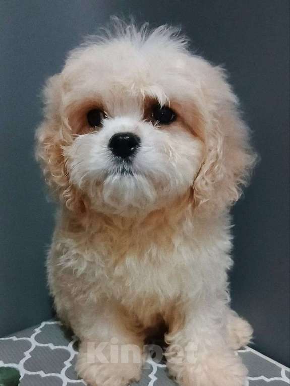 Собаки в других городах Московской области: Щенки Кавашон Девочка, 30 000 руб. - фото 1