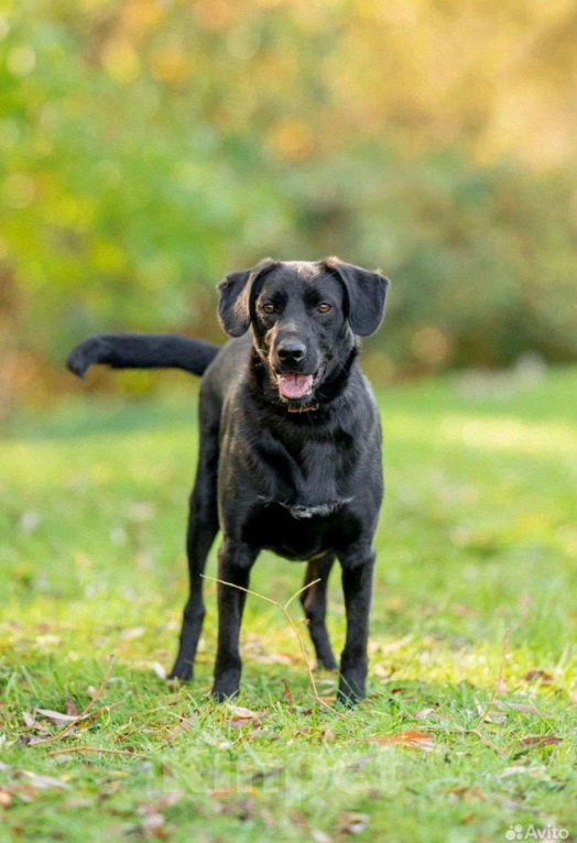 Собаки в Волоколамске: Собака в добрые руки Мальчик, Бесплатно - фото 3