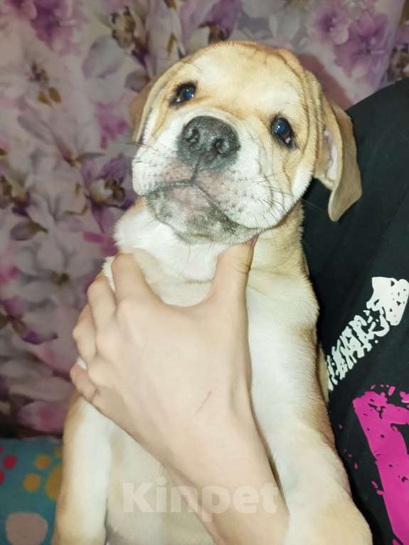 Собаки в Москве: Щенки Кадебо Мальчик, Бесплатно - фото 10