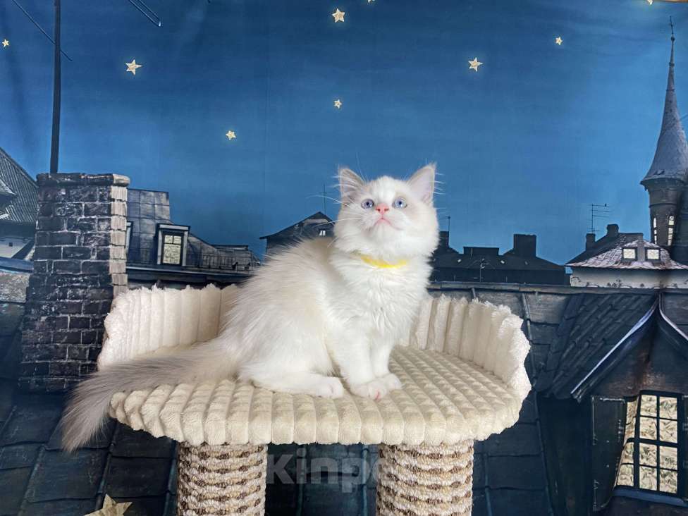 Кошки в Санкт-Петербурге: Котята рэгдолл Девочка, 65 000 руб. - фото 4