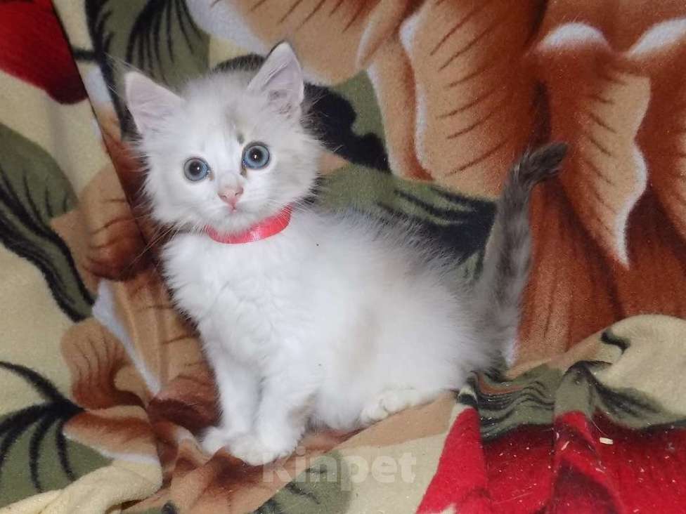 Кошки в Москве: Сладкие девочки рэгдолл Девочка, 30 000 руб. - фото 2
