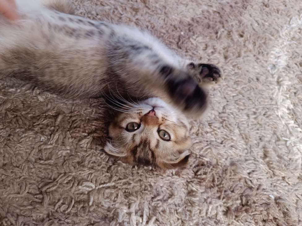 Кошки в Екатеринбурге: Вислоухий мальчик окраса ny25 Мальчик, 13 000 руб. - фото 7