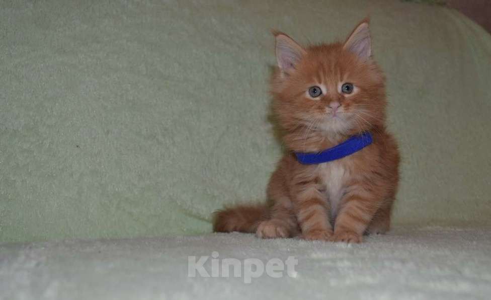 Кошки в Иркутске: Котята породы мейн-кун Мальчик, 35 000 руб. - фото 1