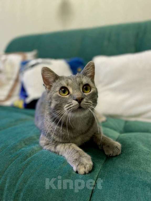 Кошки в Москве: Молодая зеленоглазая кошечка Соня в добрые руки Девочка, 1 руб. - фото 4