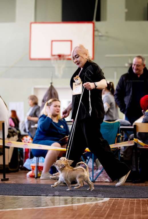 Собаки в Рязани: Щенок чихуахуа предлагается Мальчик, 80 000 руб. - фото 2